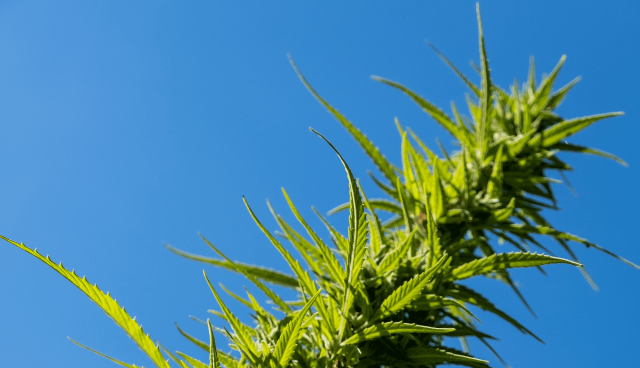 Grüne Cannabis Pflanze